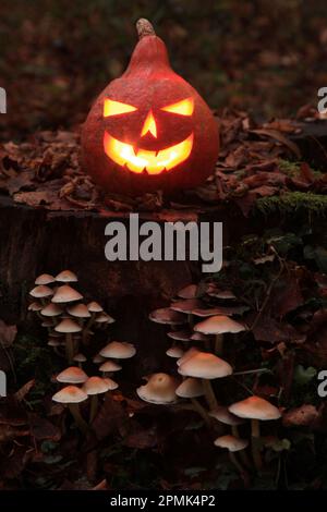 Une Jack O'Lantern illuminée sur une souche d'arbre avec des champignons gerant de sa base. Banque D'Images
