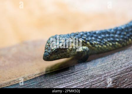 Un lézard à queue d'aronde - également connu sous le nom de scinque à dos nain ou de lézard endormi, une patineuse à queue bleue trouvée en Australie Banque D'Images