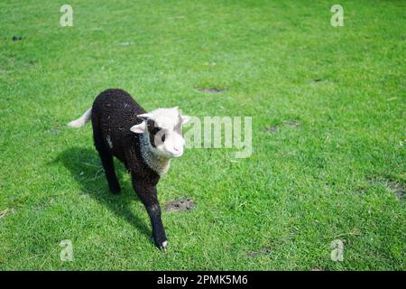 Un mouton noir et blanc du suffolk marchant sur l'herbe Banque D'Images