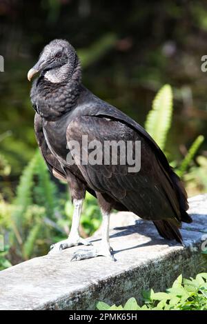 American Black Vulture dans une posture réfléchie Big Cypress Preserve Florida Banque D'Images