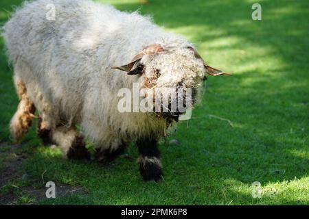 Valais blacknackose, une race de montagne docile et amicale Banque D'Images