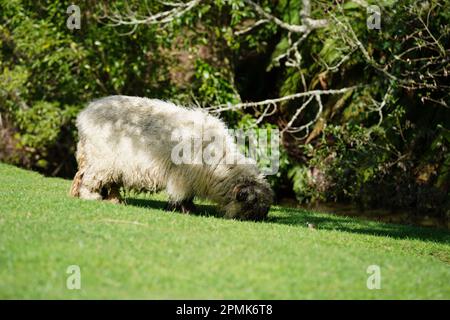 Valais blacknackose, une race de montagne docile et amicale Banque D'Images