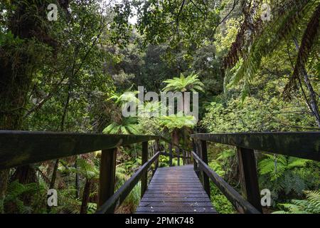 Parcourez une ancienne forêt podocarpe avec rimu, kahikatea, totara, matai et miro Banque D'Images
