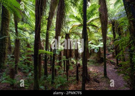 Fougères indigènes de Nouvelle-Zélande entourées d'une épaisse forêt de podocarpes dans le parc de conservation Whirinaki Banque D'Images