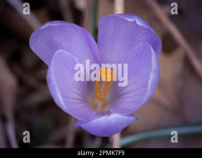 Un crocus pourpre solitaire qui jaillit du sol avec une étamine d'orange vif et entouré de feuilles mortes dispersées sur le sol, temps de printemps Banque D'Images