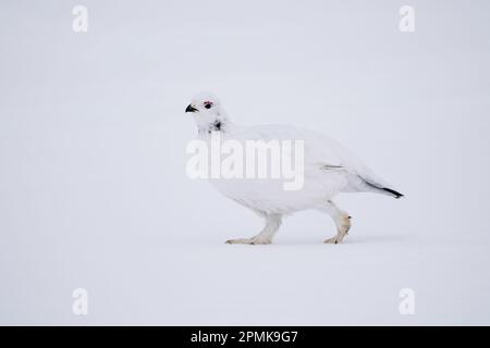 Saule Ptarmigan marchant sur la neige dans la vallée de l'Arctique, dans le centre-sud de l'Alaska. Banque D'Images