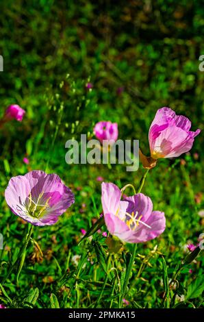 Les Pinkladies, une variété de Primrose du soir (Oenothera speciosa), sont photographiés au jardin japonais du bois Charles, 9 avril 2017, à Mobile, Alabama. Banque D'Images