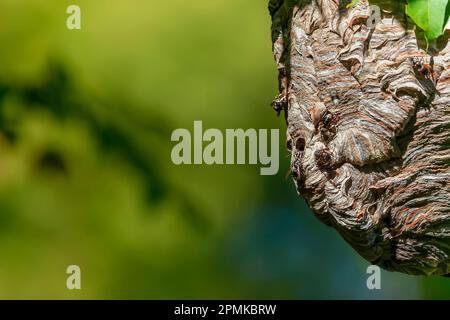 Hornet à tête chauve (Dolichovespula maculata), un grand nid suspendu d'une branche d'arbre Banque D'Images