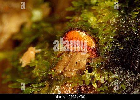 Champignon de la tasse de cils (Scutellinia sp.) Banque D'Images