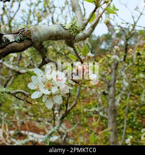 Au printemps, des fleurs blanches et des bourgeons sont fleuris sur un arbre de poire de la variété Seckel, qui fait partie de la famille des poires Pyrus communis. Banque D'Images