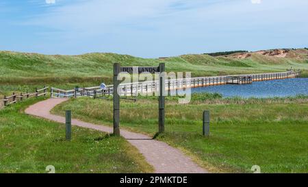 Cavendish Dunelands – un court sentier entre Cavendish Beach et Oceanview Lookout. Il traverse un champ herbeux à une promenade flottante, près des dunes de sable. Banque D'Images