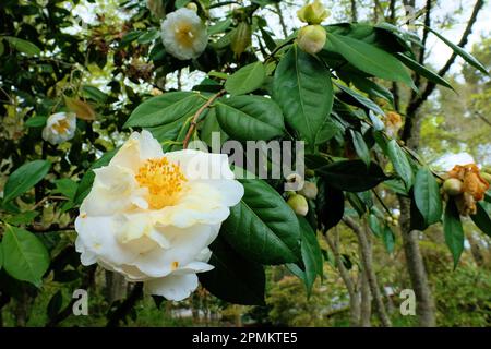 Fleur Camellia japonica 'Coronation' en pleine floraison avec des étamines et du pistil visibles entourés de feuilles; vieillissement avec les pétales commençant à tomber. Banque D'Images