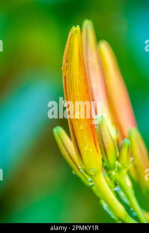 Hemerocallis Bonanza, Bonanza Daylyly, plante vivace formant des feuilles linéaires et des fleurs jaunes canariens à gorge rouge profonde, avec goutte d'eau Banque D'Images