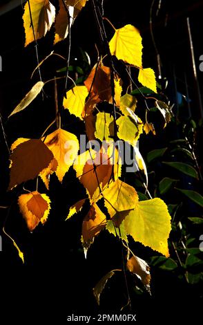 Les feuilles d'automne ont des couleurs magnifiques - ces feuilles de bouleau argenté (Betula pendula) vont du vert à l'or profond. Vu à l'extérieur de mon appartement à Ringwood. Banque D'Images