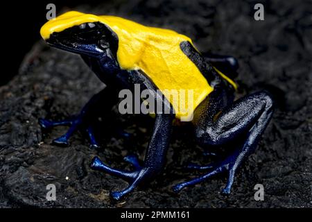Dyeing poison dart frog (Dendrobates tinctorius) Banque D'Images
