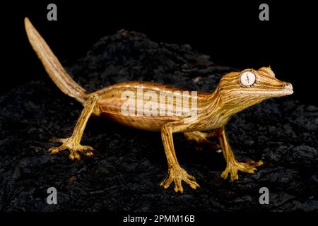 Gecko à queue de feuilles (Uroplatus lineatus) Banque D'Images