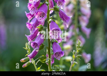 Magnifiques fleurs de rendgant (Digitalis purpurea) au jardin botanique d'Atlanta à Midtown Atlanta, Géorgie. (ÉTATS-UNIS) Banque D'Images