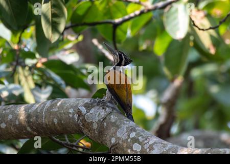 Plus grand flamboback (Chrysocolaptes guttafristatus) également connu sous le nom de plus grand dorant, grand pic doré, observé à Rongtong dans le Benga occidental Banque D'Images