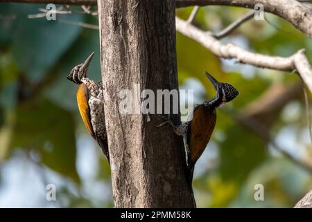 Plus grand flamboback (Chrysocolaptes guttafristatus) également connu sous le nom de plus grand dorant, grand pic doré, observé à Rongtong dans le Benga occidental Banque D'Images