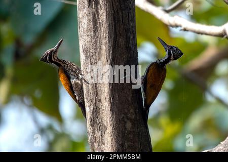 Plus grand flamboback (Chrysocolaptes guttafristatus) également connu sous le nom de plus grand dorant, grand pic doré, observé à Rongtong dans le Benga occidental Banque D'Images