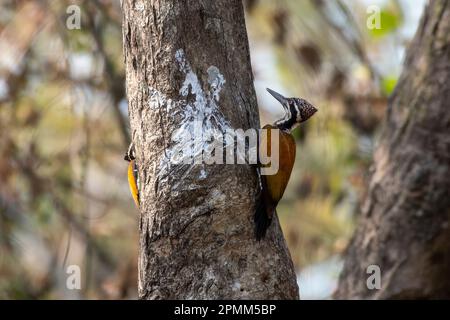 Plus grand flamboback (Chrysocolaptes guttafristatus) également connu sous le nom de plus grand dorant, grand pic doré, observé à Rongtong dans le Benga occidental Banque D'Images