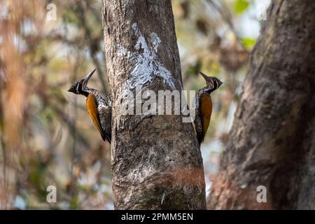 Plus grand flamboback (Chrysocolaptes guttafristatus) également connu sous le nom de plus grand dorant, grand pic doré, observé à Rongtong dans le Benga occidental Banque D'Images