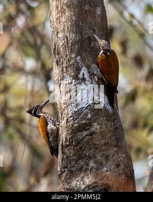 Plus grand flamboback (Chrysocolaptes guttafristatus) également connu sous le nom de plus grand dorant, grand pic doré, observé à Rongtong dans le Benga occidental Banque D'Images