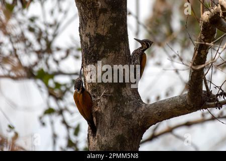 Plus grand flamboback (Chrysocolaptes guttafristatus) également connu sous le nom de plus grand dorant, grand pic doré, observé à Rongtong dans le Benga occidental Banque D'Images