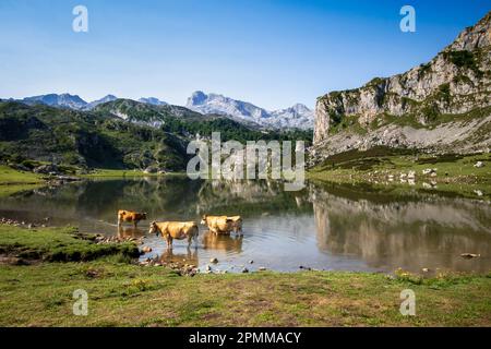 Vaches autour du lac Ercina à Covadonga, Picos de Europa, Asturies, Espagne Banque D'Images