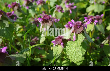 Le Lamium purpueum ou ortie morte rouge est une plante à fleurs herbacée annuelle originaire d'Europe et d'Asie Banque D'Images