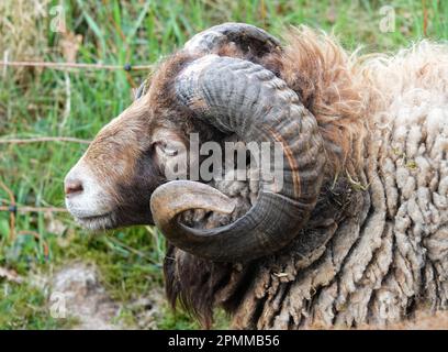 Portrait d'un mouton Ouessant mâle avec de grandes cornes courbés Banque D'Images