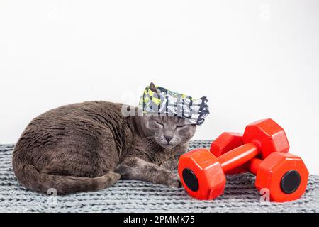 un chat paresseux dans un bandage sportif dort près d'une haltère après un entraînement. sports en famille Banque D'Images