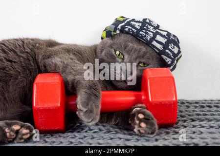 drôle de chat paresseux dans un bandage de sport se trouve sur un tapis avec un paw sur un haltère rouge. sports en famille Banque D'Images