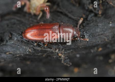 La farine déprimée Beetle - Palorus subdepressus est une espèce de dendroctone de la famille des Tenebrionidae, les dendroctone du dard. Banque D'Images