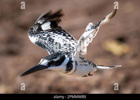 Pied kingfisher survole avec des ailes floues Banque D'Images