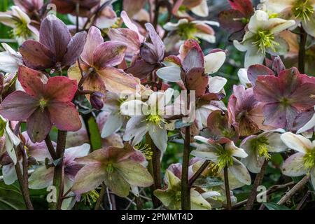 Helleborus niger, Hambourg, Allemagne Banque D'Images
