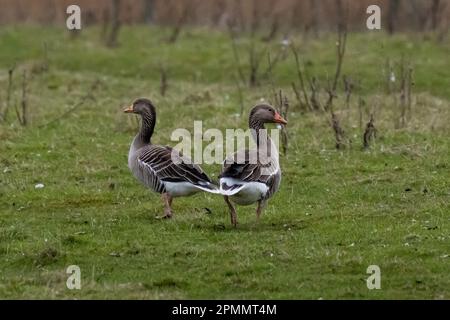 Grylag Goose, Föhr-Feer, Allemagne Banque D'Images