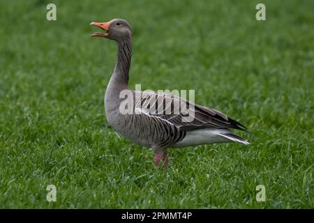 Grylag Goose, Föhr-Feer, Allemagne Banque D'Images