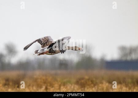 Grylag Goose, Föhr-Feer, Allemagne Banque D'Images