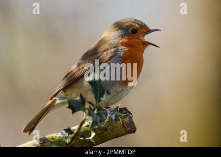 Robin européen, erithacus rubecula, chantant, sur une branche avec un peu de houx. Barn Hill, Wembley, Royaume-Uni. Photo par Amanda Rose/Alay Banque D'Images