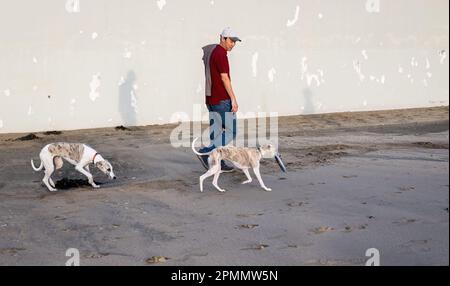 Homme et chiens jouant sur une plage de sable. Le soleil du matin projette des ombres sur le mur blanc. Banque D'Images