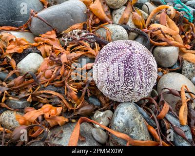 Coquille complète d'oursin de mer lavée sur la plage de galets, Scaladal Bay près d'Elgol, île de Skye, Écosse, Royaume-Uni Banque D'Images