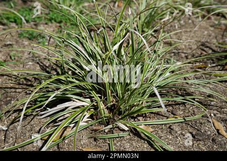 Carex morrowii 'Ice Dance' dans le jardin du Royaume-Uni en avril Banque D'Images