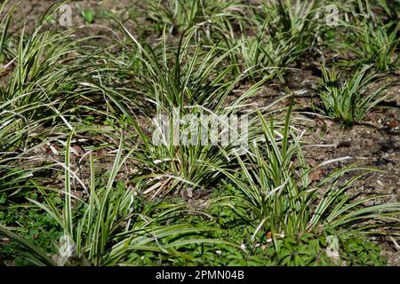 Carex morrowii 'Ice Dance' dans le jardin du Royaume-Uni en avril Banque D'Images