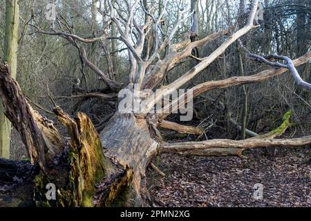 Arbre tombé, Hardwick Wood Banque D'Images