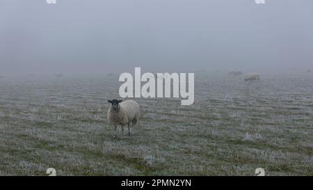 Pré de St Ives, Cambs, moutons dans le brouillard Banque D'Images