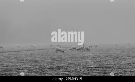 Pré de St Ives, Cambs, moutons dans le brouillard Banque D'Images