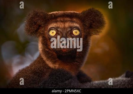 Faune Madagascar, portrait de singe indri, Madagascar endémique. Lémuriens dans l'habitat naturel. Sifaka sur l'arbre, jour ensoleillé. Lemusr gros plan coucher de soleil por Banque D'Images