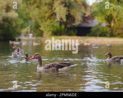 Canards mignons sur l'étang dans le parc Englischer Garten, Munich, Allemagne. Voyage d'été en Europe Banque D'Images