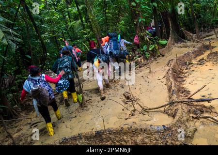 Des migrants de l'Equateur, d'Haïti et du Nigeria traversent un sentier boueux dans la jungle sauvage et dangereuse du fossé Darién entre la Colombie et Panamá. Banque D'Images